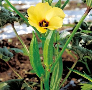 オクラの育毛効果が凄いと評判です