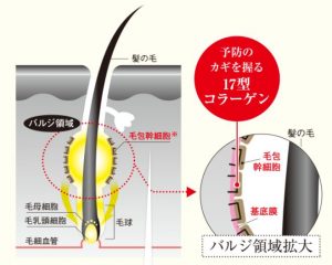 コラーゲンをターゲットにした育毛剤